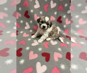 Zuchon Puppy for sale in RAINBOW, CA, USA