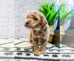 Small #21 Poodle (Toy)