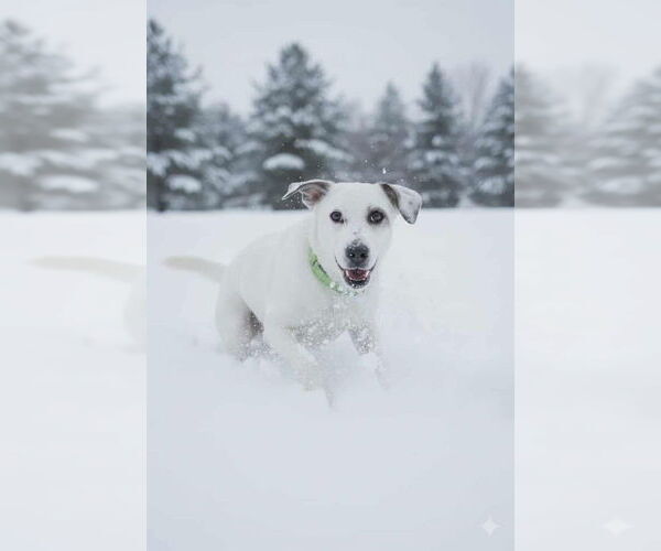 Medium Photo #12 Labrador Retriever-Unknown Mix Puppy For Sale in Andover, MN, USA