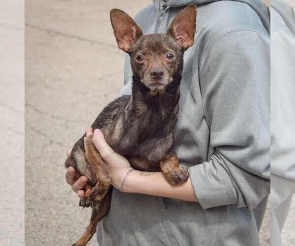 Medium Photo #3 Chiweenie Puppy For Sale in Huntley, IL, USA