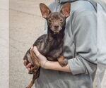 Small #2 Chiweenie