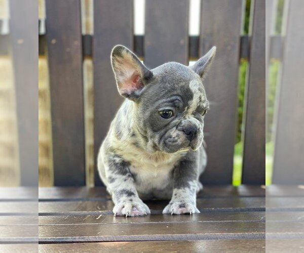 Medium Photo #1 French Bulldog Puppy For Sale in WESTON, CT, USA