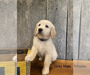 Golden Retriever Puppy for Sale in SURGOINSVILLE, Tennessee USA