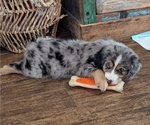 Puppy Po Australian Shepherd-Bernedoodle Mix