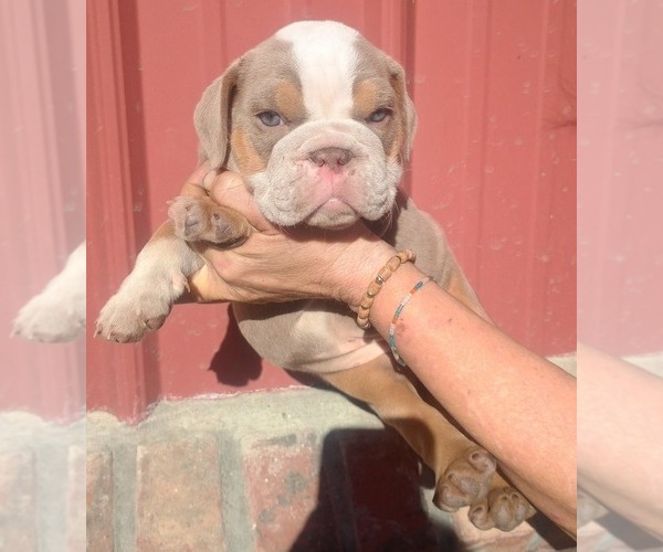 Medium Photo #1 Bulldog Puppy For Sale in COTTAGEVILLE, SC, USA