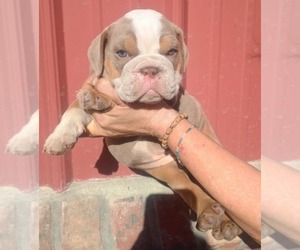 Bulldog Puppy for sale in COTTAGEVILLE, SC, USA