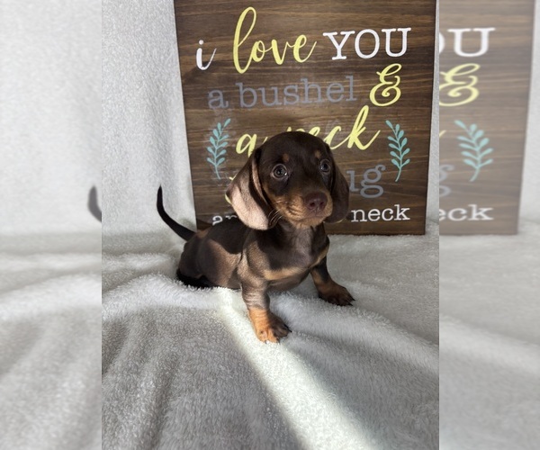 Medium Photo #3 Dachshund Puppy For Sale in GREENFIELD, IN, USA