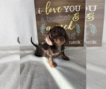 Diesel - Male Dachshund Puppy for Sale - Photo #3