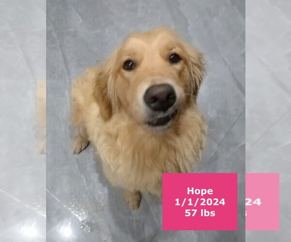 Medium Photo #9 Golden Retriever Puppy For Sale in West Hollywood, CA, USA