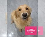 Small #8 Golden Retriever
