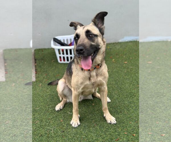 Medium Photo #1 Mutt Puppy For Sale in Pompano Beach , FL, USA