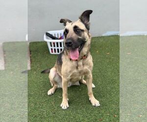 Mutt Dogs for adoption in Pompano Beach , FL, USA