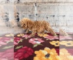 Small #12 Poodle (Miniature)