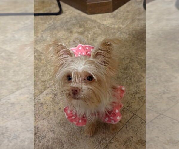 Medium Photo #1 Yorkshire Terrier Puppy For Sale in SAN ANTONIO, TX, USA