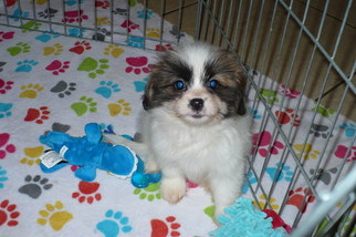Shiranian Puppy for sale in TUCSON, AZ, USA