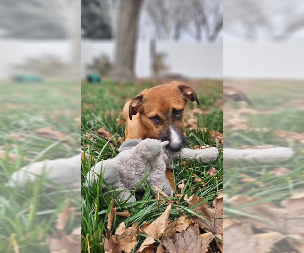 Medium Photo #6 Australian Shepherd-Unknown Mix Puppy For Sale in MIDWAY, UT, USA