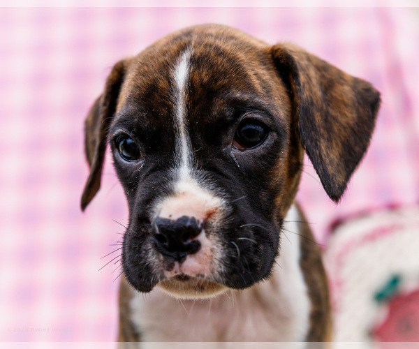 Medium Photo #37 Boxer Puppy For Sale in WAKARUSA, IN, USA