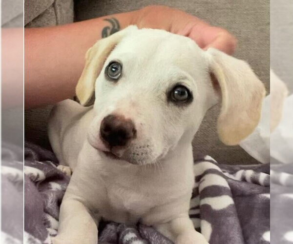 Medium Photo #15 Mutt Puppy For Sale in New York, NY, USA