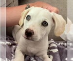 Small #14 Mutt