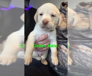 Labrador Retriever Puppy for sale in POQUOSON, VA, USA