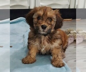 Havanese Puppy for sale in LEBANON, TN, USA