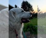 Small #5 Great Pyrenees