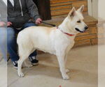 Small #7 German Shepherd Dog