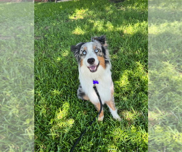 Medium Photo #7 Australian Shepherd Puppy For Sale in Oak Bluffs, MA, USA