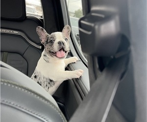 French Bulldog Puppy for sale in ROUND ROCK, TX, USA