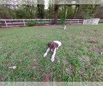 Small Photo #3 German Shorthaired Pointer Puppy For Sale in QUITMAN, TX, USA