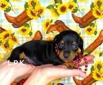 Small Photo #2 Dachshund Puppy For Sale in WINNSBORO, LA, USA