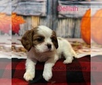 Puppy Delilah Cavalier King Charles Spaniel