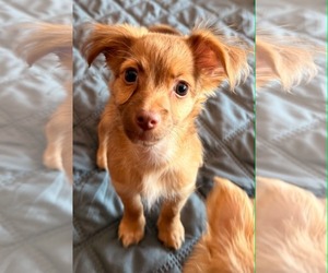 Mutt Dogs for adoption in Sandy, UT, USA
