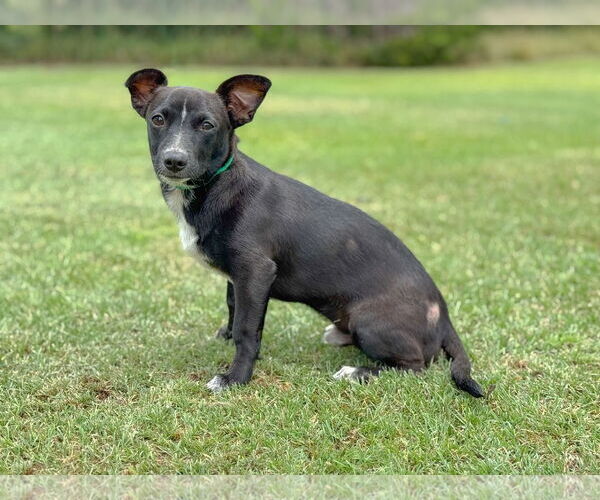 Medium Photo #1 Dachshund-Unknown Mix Puppy For Sale in PIPE CREEK, TX, USA