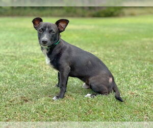 Dachshund-Unknown Mix Dogs for adoption in PIPE CREEK, TX, USA
