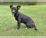 Small Dachshund Mix