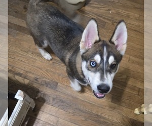 Alusky Puppy for Sale in GROVE CITY, Ohio USA