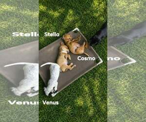 Cosmos - the tan one - Male Dachsador Dog for Adoption - Photo #11