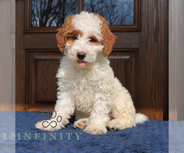 Medium Photo #1 Goldendoodle (Miniature) Puppy For Sale in NARVON, PA, USA