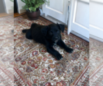 Small #1 Sheprador