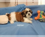 Puppy Adrian Shih Tzu