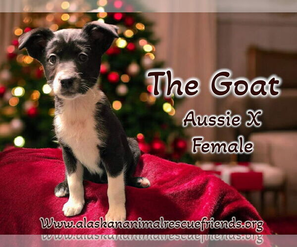 Medium Photo #7 Australian Shepherd-Unknown Mix Puppy For Sale in Anchorage, AK, USA