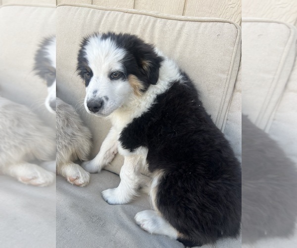 Medium Photo #5 Aussie-Corgi Puppy For Sale in STRASBURG, CO, USA