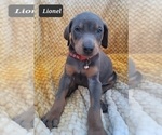 Small Photo #2 Doberman Pinscher Puppy For Sale in POMEROY, OH, USA