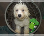 Small Photo #2 Bichon Frise Puppy For Sale in PATERSON, NJ, USA
