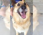 Small #2 German Shepherd Dog
