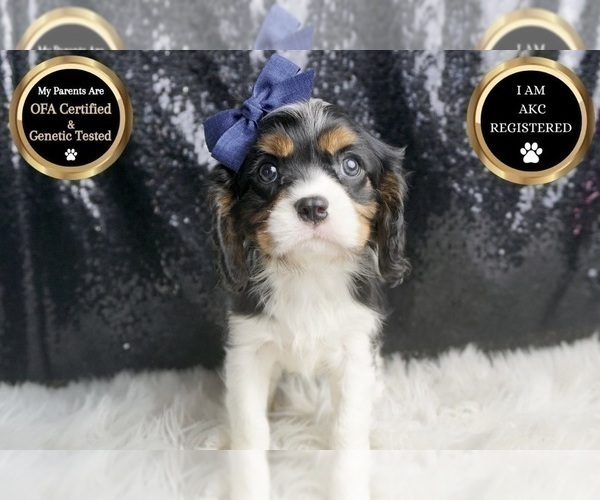Medium Photo #8 Cavalier King Charles Spaniel Puppy For Sale in WARSAW, IN, USA