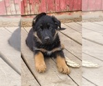 Small Photo #9 German Shepherd Dog Puppy For Sale in DURANGO, CO, USA