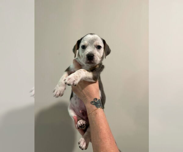 Medium Photo #15 Mutt Puppy For Sale in Holly Springs, NC, USA