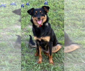 Chihuahua-Colonial Cocker Spaniel Mix Dogs for adoption in Cranston, RI, USA